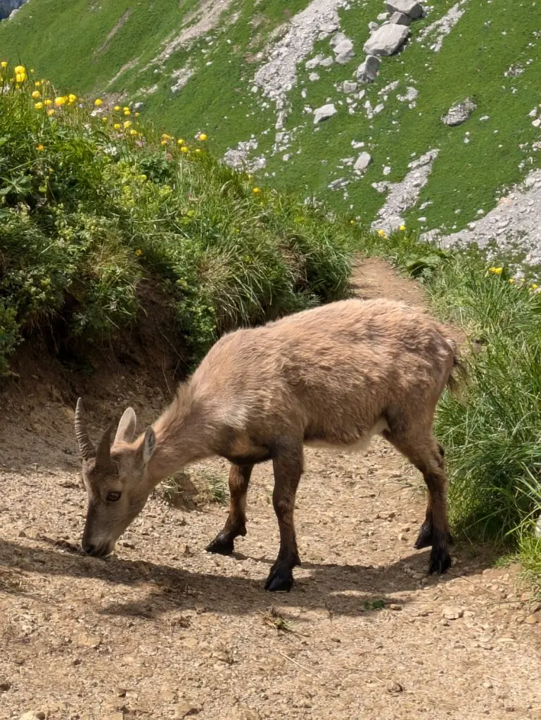 Bouquetin des Alpes broutant au bord d'un sentier de montagne
