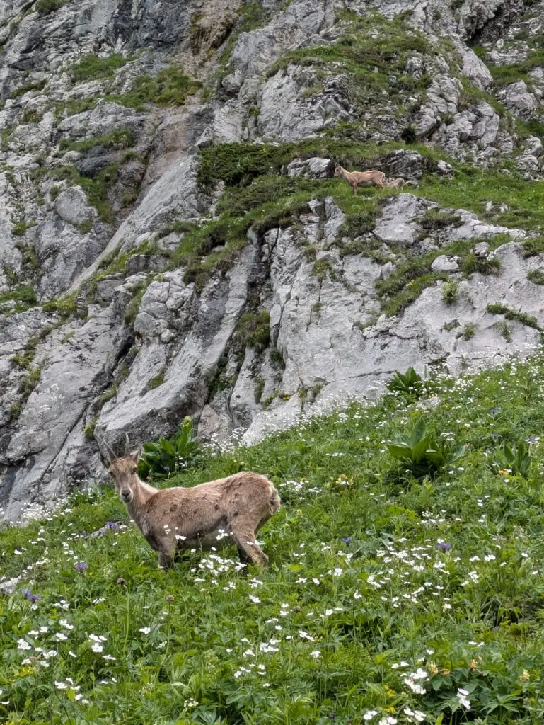 Étagne dans une pente fleurie avec deux cabris sur une vire rocheuse en arrière-plan