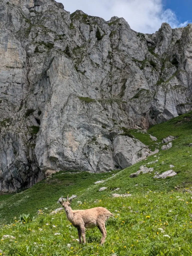 Bouquetin des Alpes dans un alpage fleuri au pied d'une grande falaise calcaire