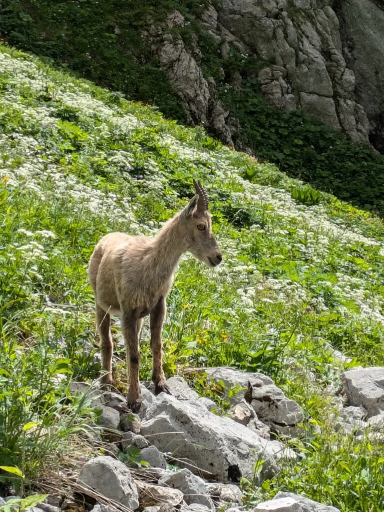 Jeune bouquetin des Alpes sur des rochers au milieu d'une pente fleurie