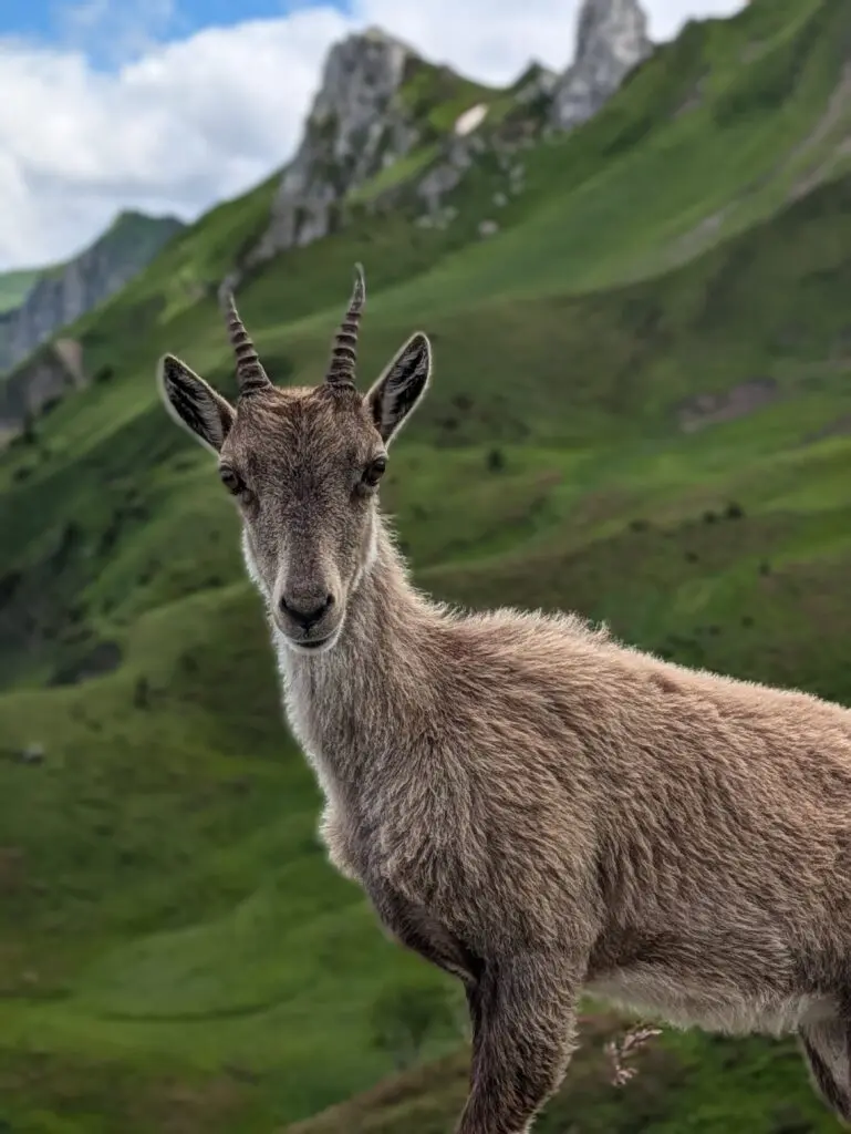 Jeune bouquetin des Alpes de face, cornes annelées, devant un versant herbeux