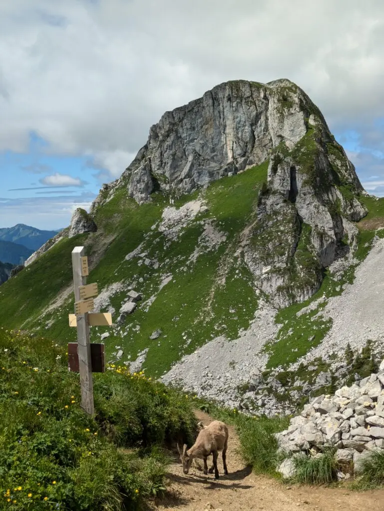 Bouquetin des Alpes broutant sur un sentier de randonnée près d'un panneau de balisage