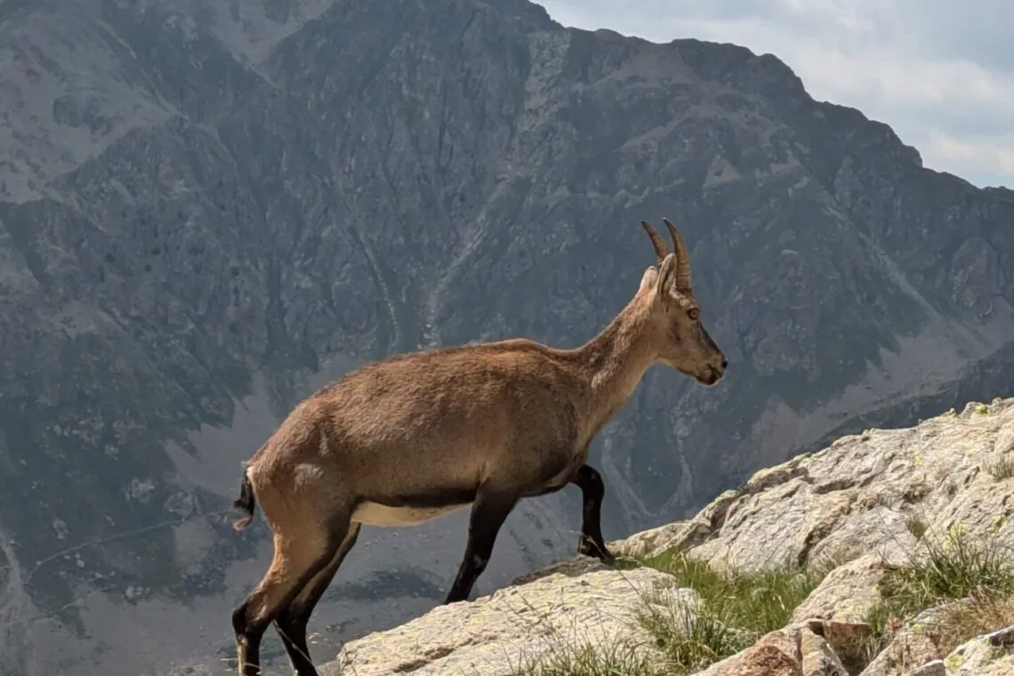 Bouquetin des Alpes progressant sur une crête rocheuse face à un massif montagneux