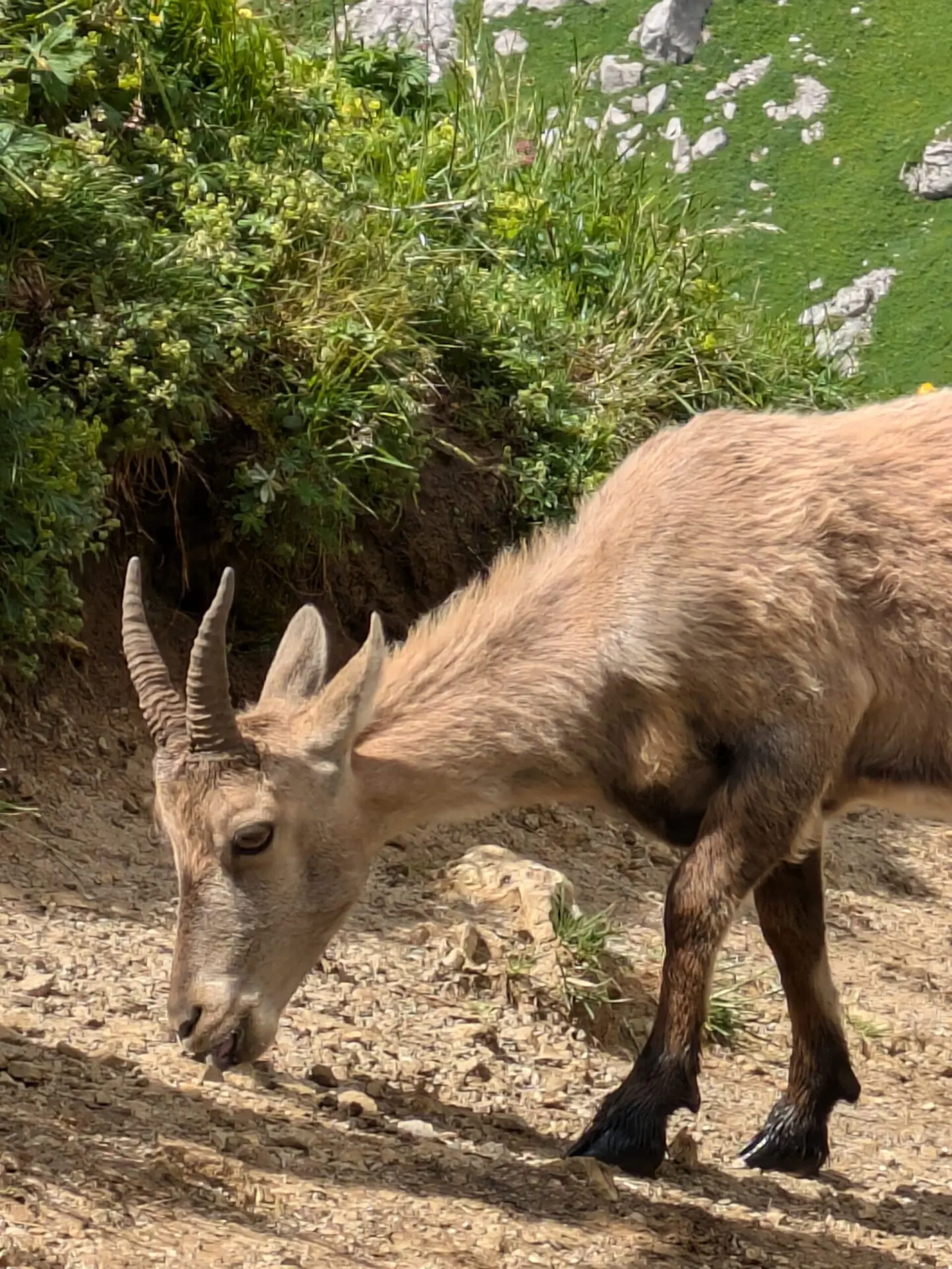 Gros plan sur la tête et les cornes annelées d'un jeune bouquetin des Alpes