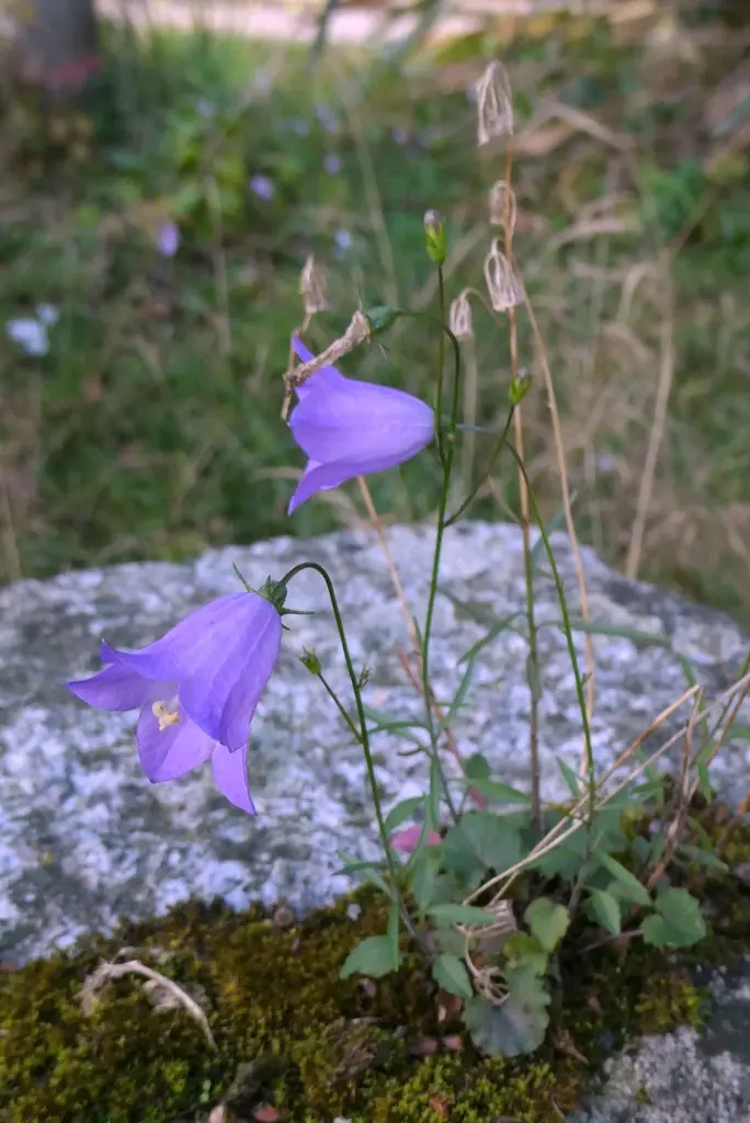Campanule à feuilles rondes en fleur dans son milieu de montagne