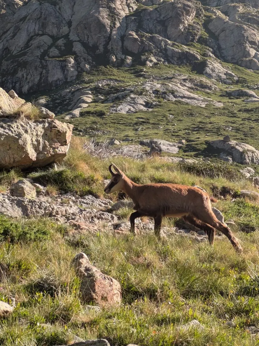 Chamois de profil traversant un alpage dans la lumiere rasante du matin