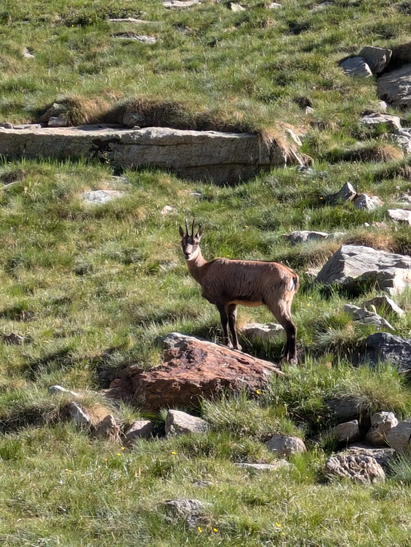 Chamois debout dans un alpage parsemé de blocs rocheux