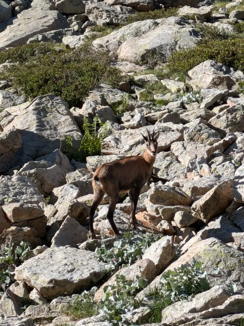 Chamois de trois quarts dans un eboulis rocheux de haute montagne