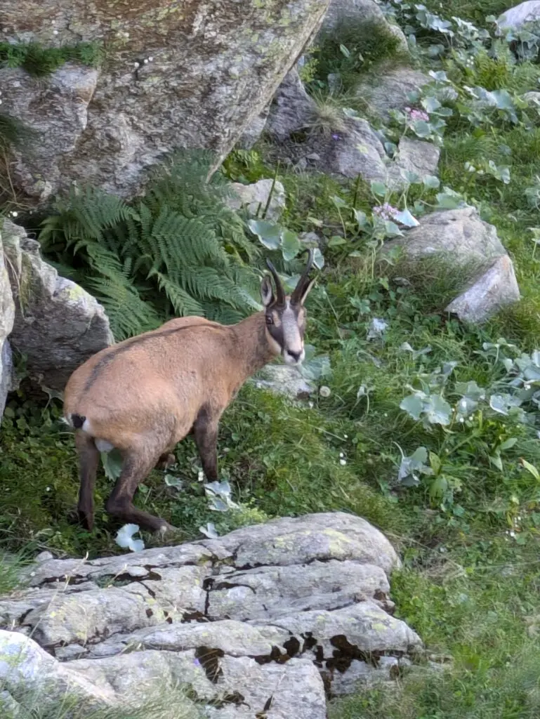 Chamois de trois quarts montrant son masque facial contrasté et ses cornes en crochet