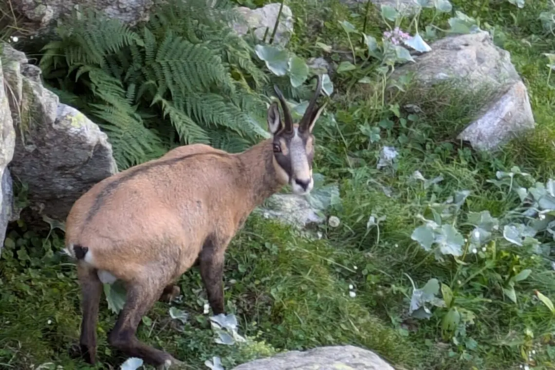 Le chamois : acrobate des cimes