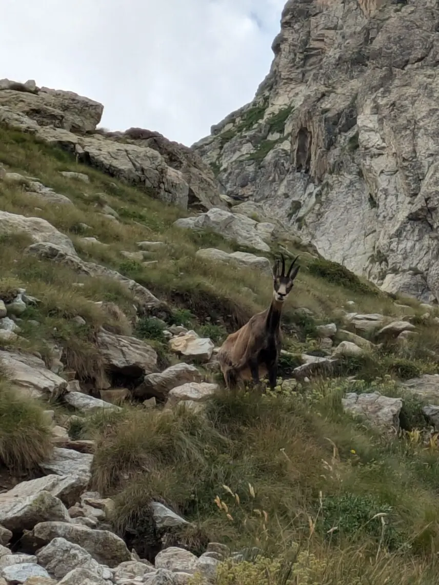 Chamois de face sur une pente d herbe et de rochers, sous une barre rocheuse