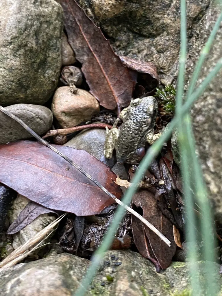 Crapaud accoucheur dans son milieu naturel de montagne