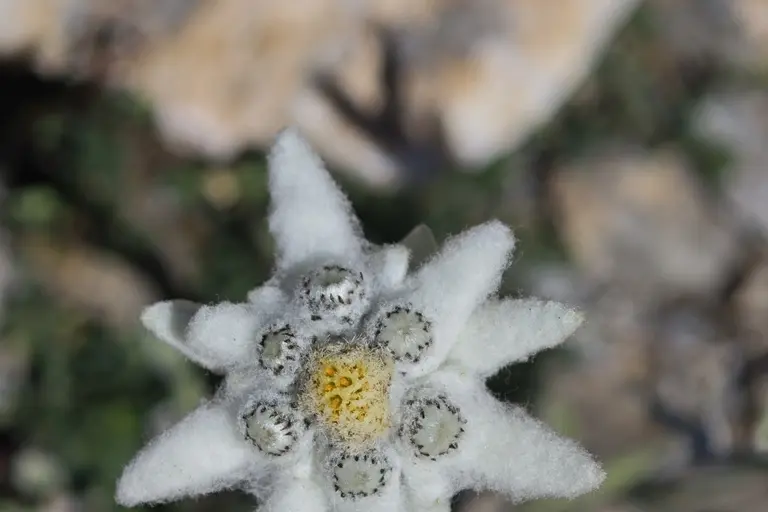Edelweiss en fleur dans son milieu de montagne