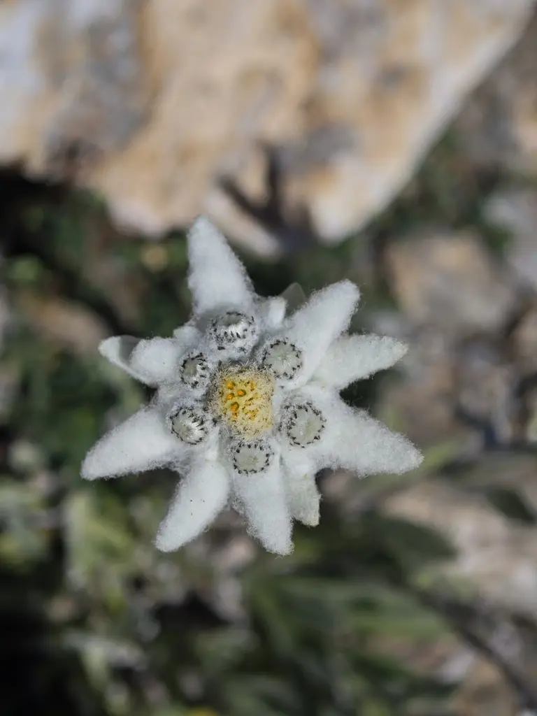 Edelweiss en fleur dans son milieu de montagne
