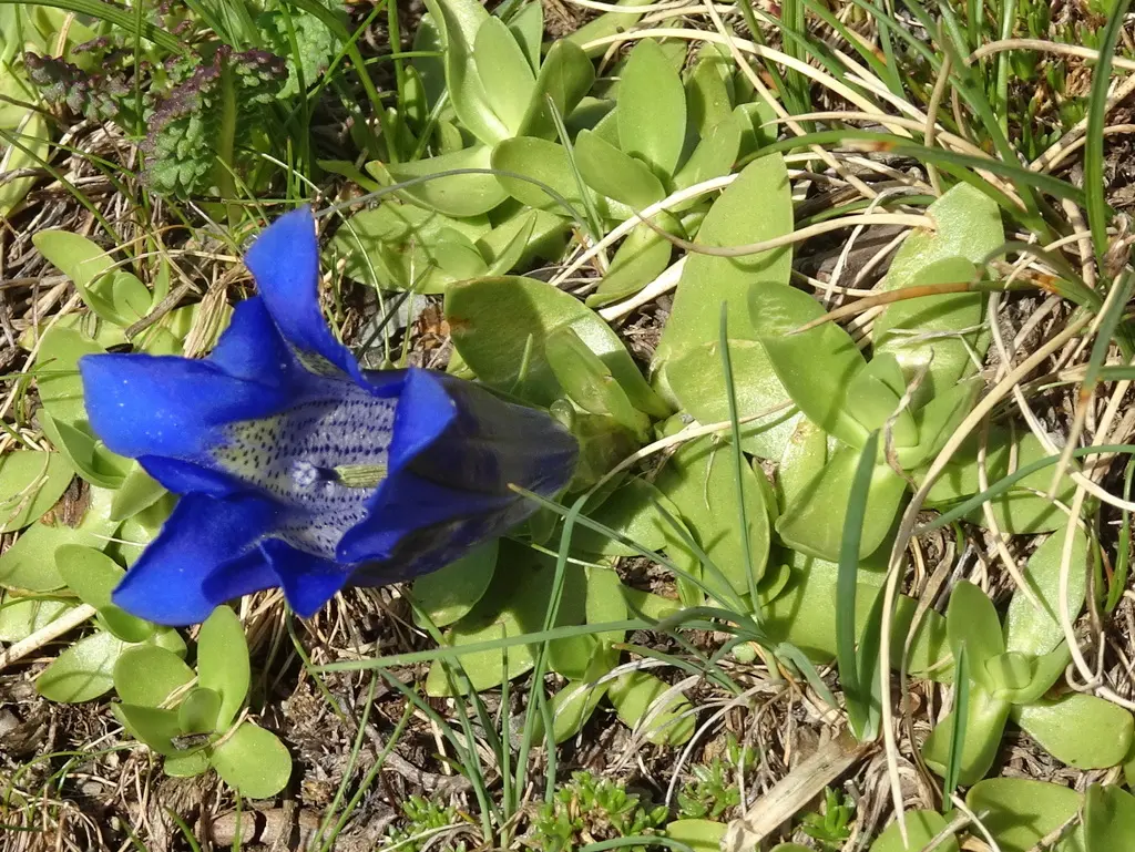 Gentiane des Alpes en fleur dans son milieu de montagne
