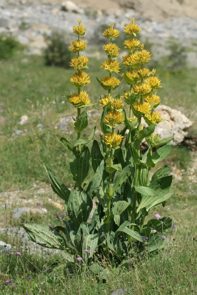 Gentiane jaune en fleur dans son milieu de montagne