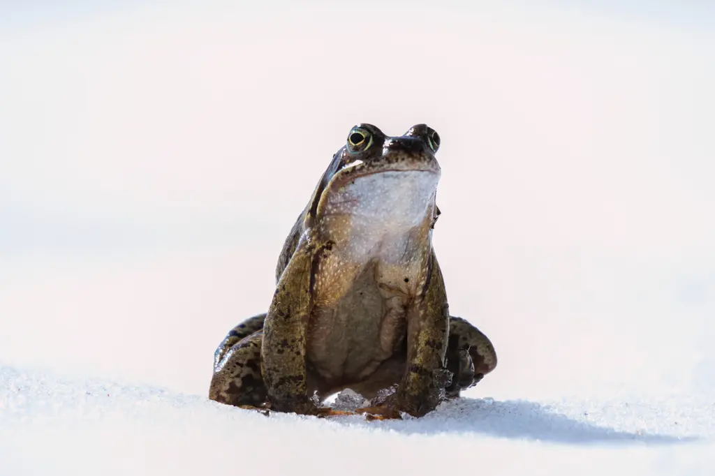 Grenouille rousse dans son milieu naturel de montagne