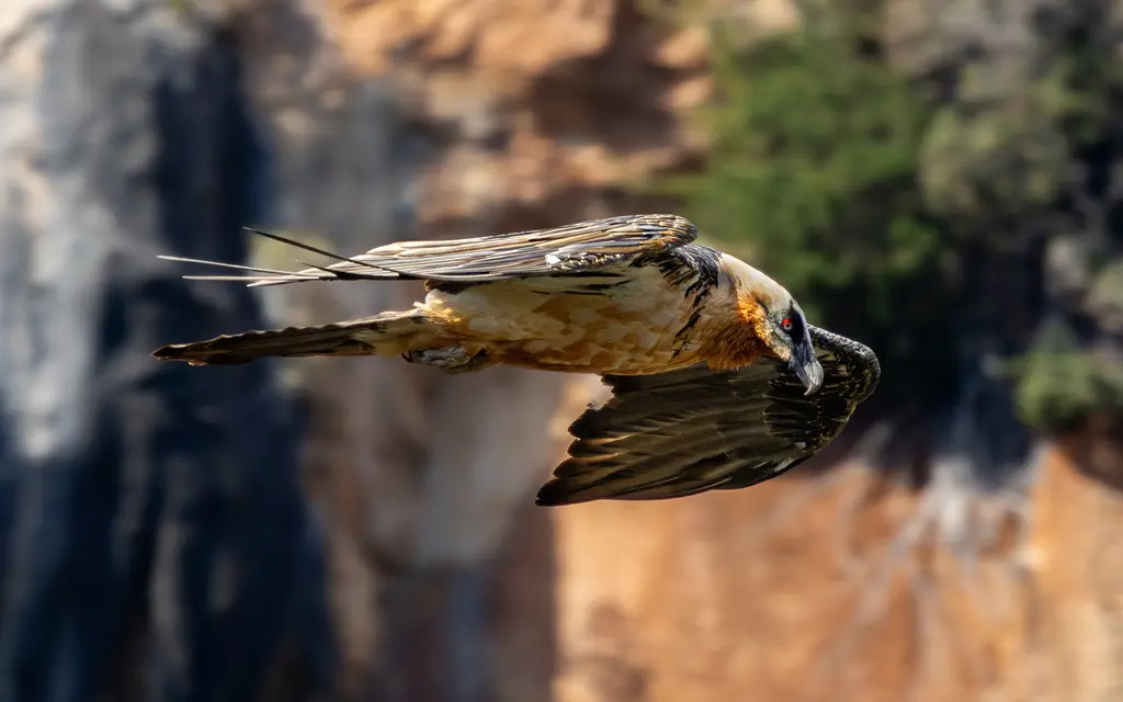 Gypaète barbu dans son milieu naturel de montagne
