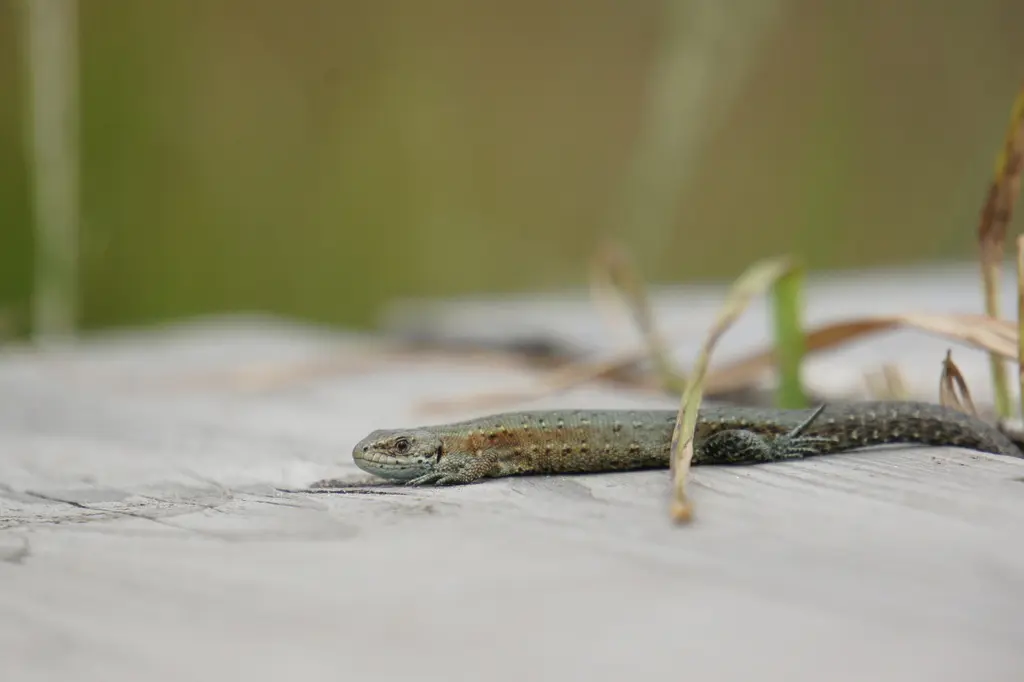 Lézard vivipare dans son milieu naturel de montagne