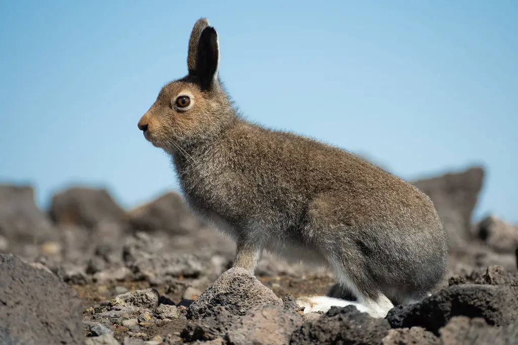 Lièvre variable dans son milieu naturel de montagne