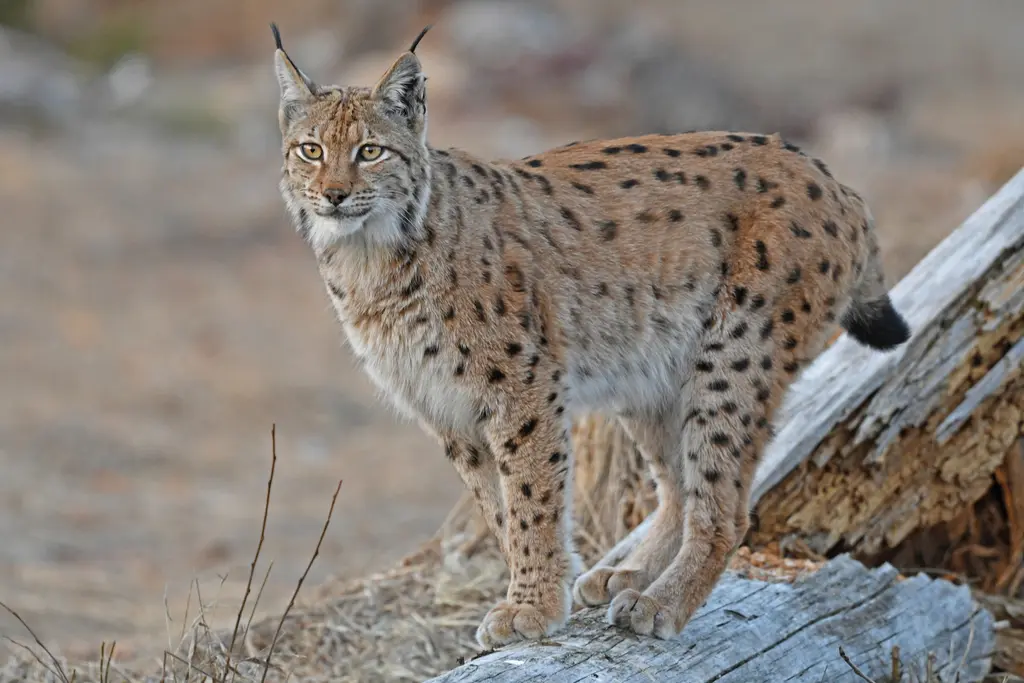 Lynx boréal dans son milieu naturel de montagne