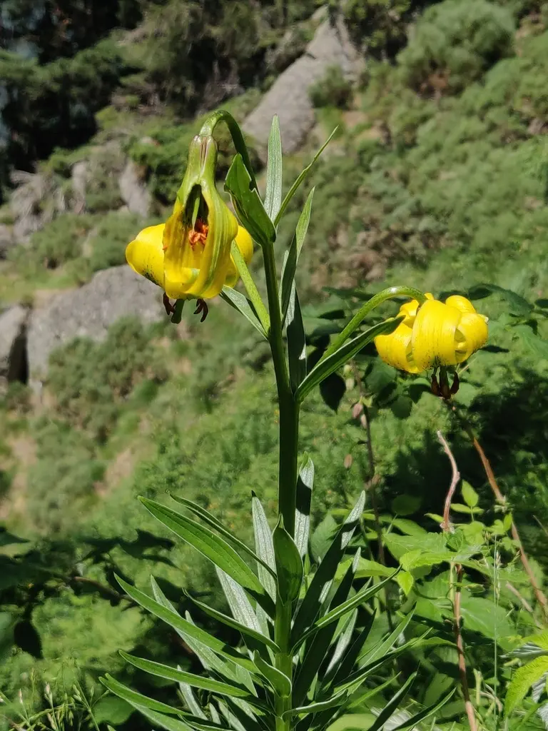 Lys des Pyrénées en fleur dans son milieu de montagne