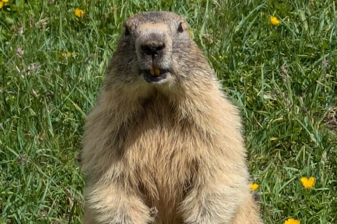 Marmotte alpine dressée sur ses pattes arrière dans une prairie de boutons d or