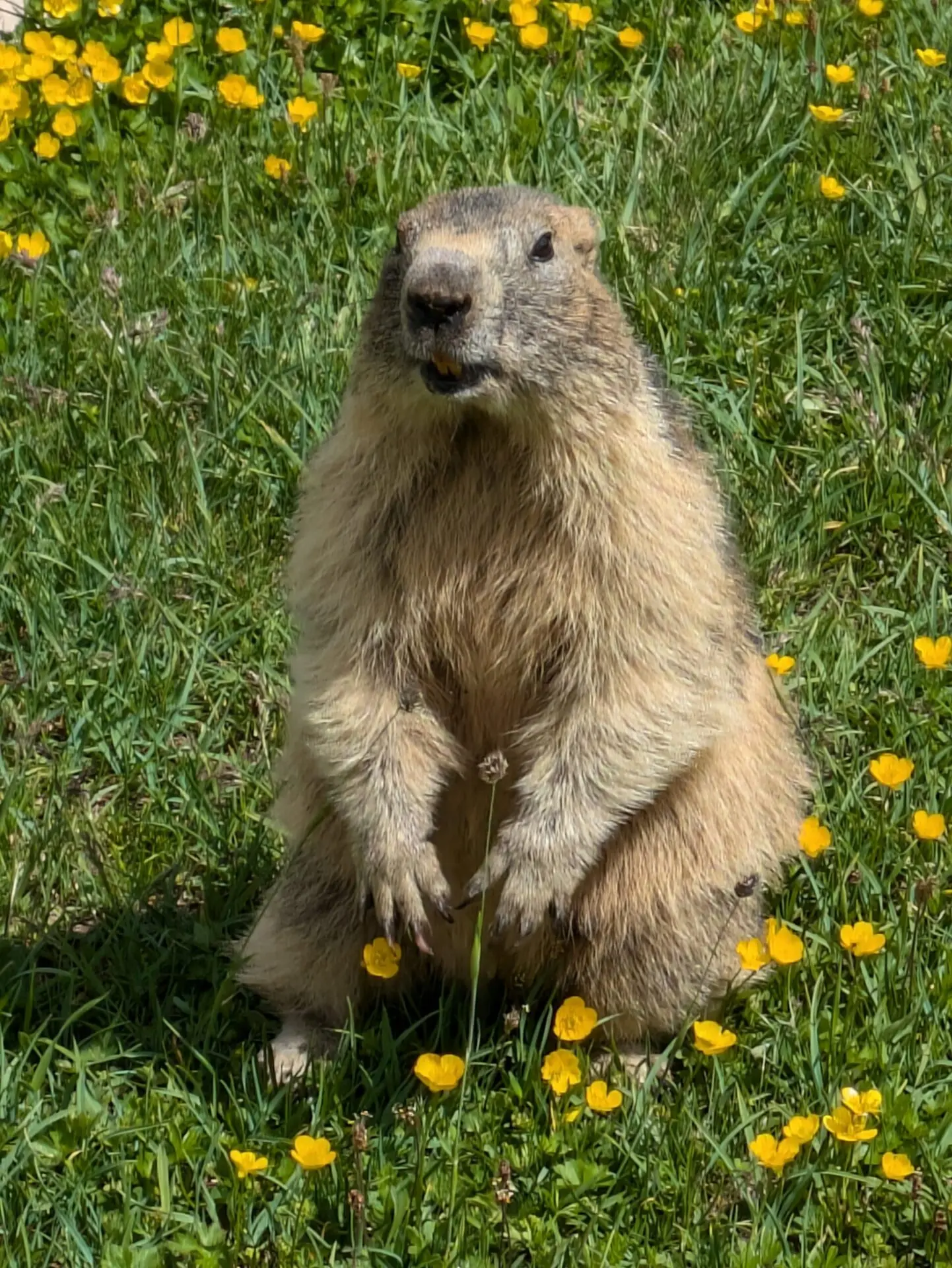 Marmotte alpine dressée au milieu d'une prairie fleurie de boutons d'or