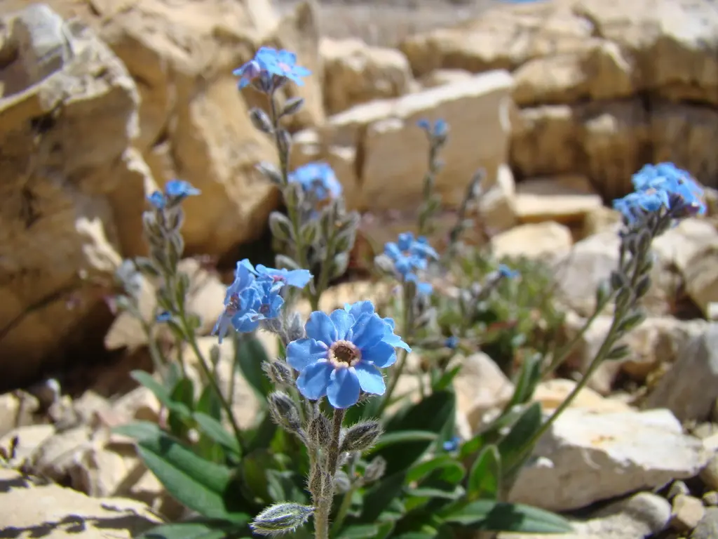 Myosotis alpestre en fleur dans son milieu de montagne