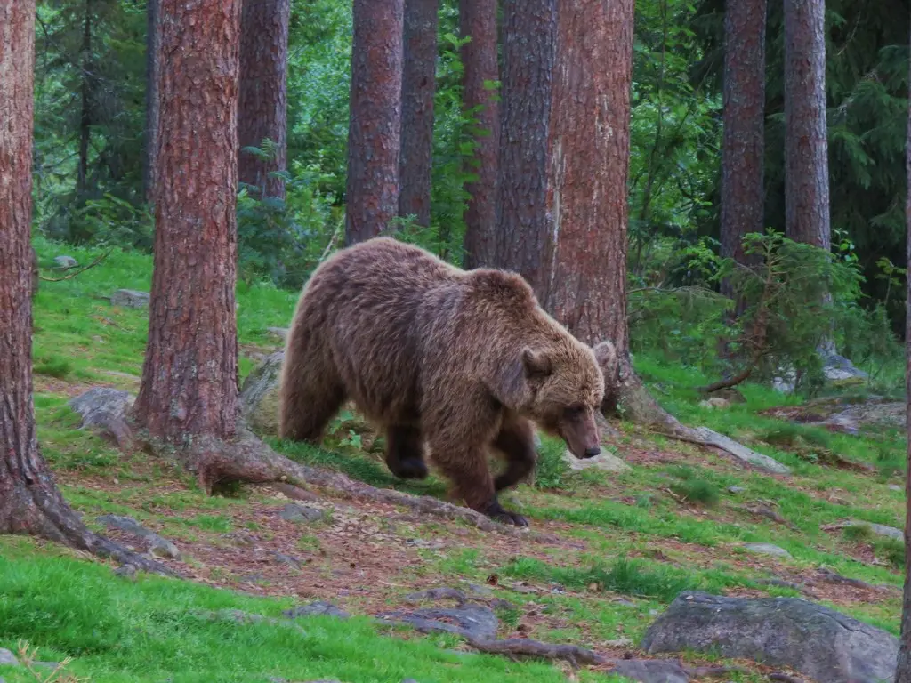 Ours brun dans son milieu naturel de montagne