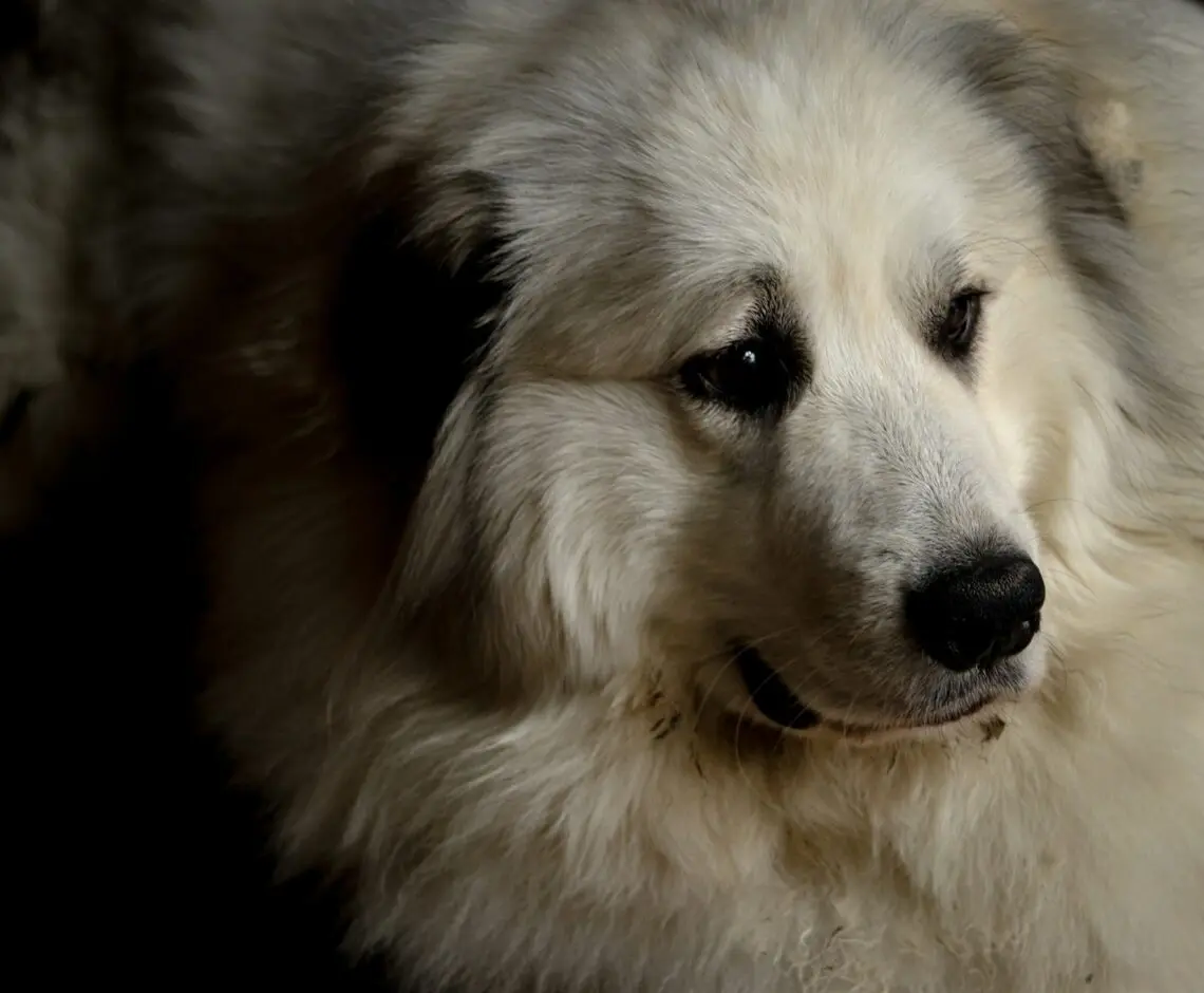 Patou, chien de protection de troupeau