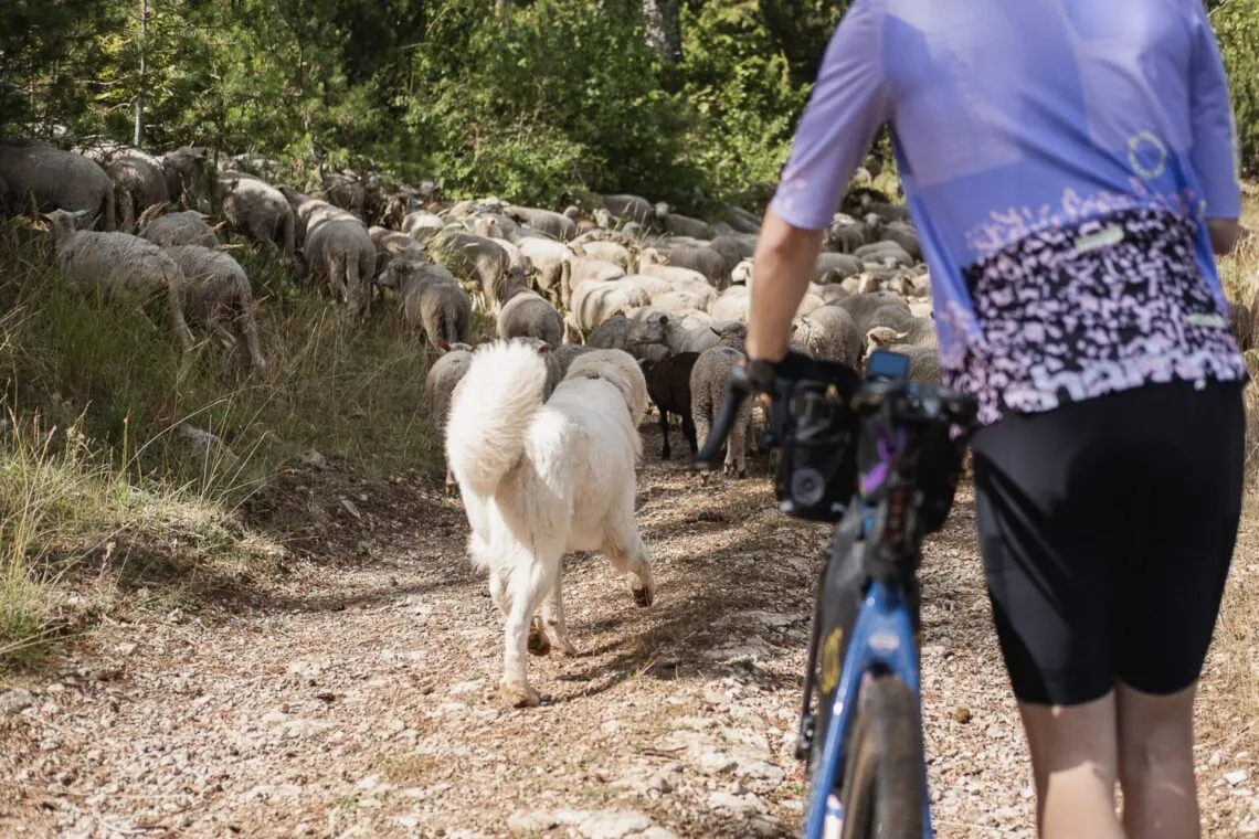 Chien de protection patou marchant devant un troupeau de brebis sur un sentier de montagne