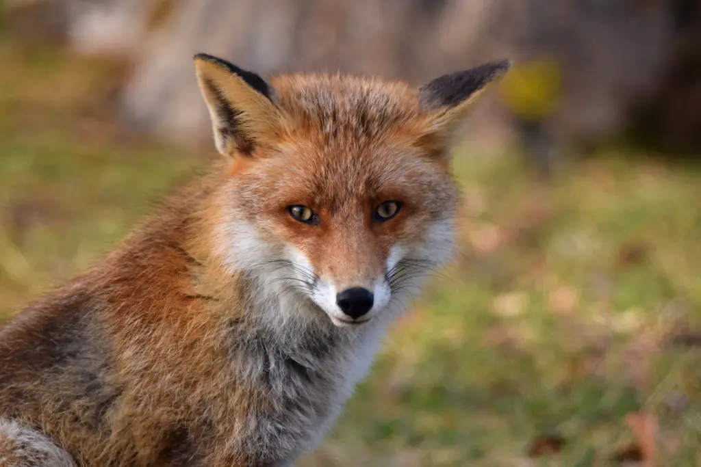 Renard roux dans son milieu naturel de montagne