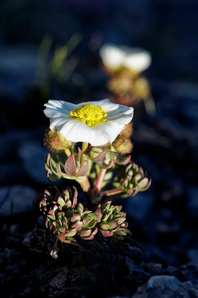 Renoncule des glaciers en fleur dans son milieu de montagne