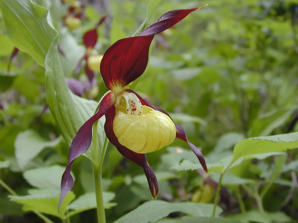 Sabot de Vénus en fleur dans son milieu de montagne
