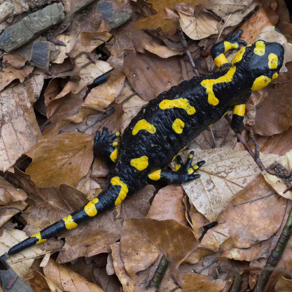 Salamandre tachetée dans son milieu naturel de montagne