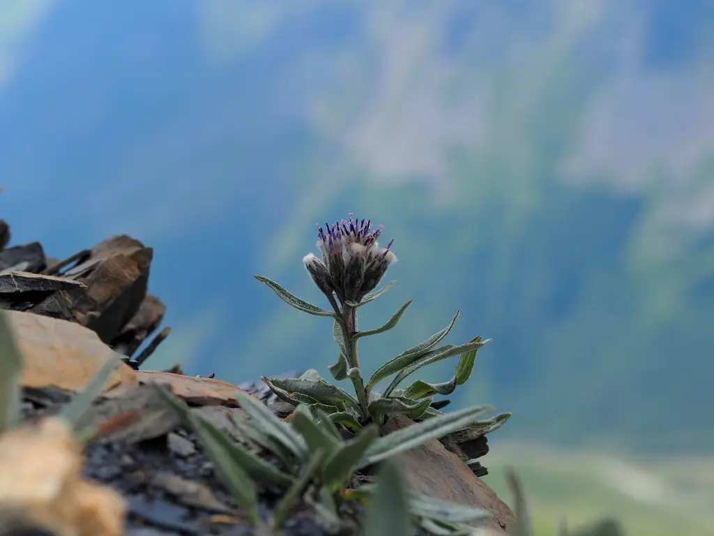 Saussurée des Alpes en fleur dans son milieu de montagne