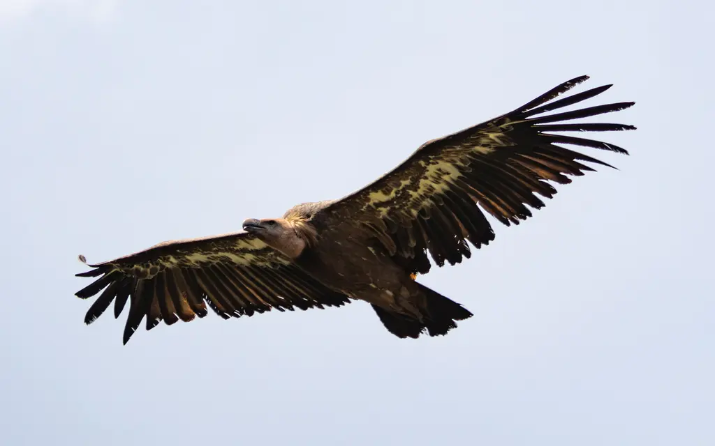 Vautour fauve dans son milieu naturel de montagne